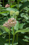 Common milkweed